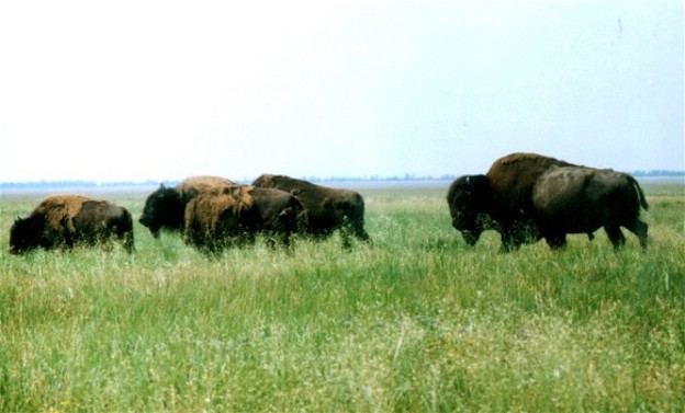 Image - European bisons in the Askaniia-Nova Biosphere Reserve.